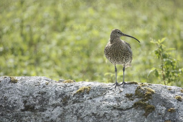 Eurasian curlew (Numenius arquata) Lofoten, Norway, Scandinavia, Europe