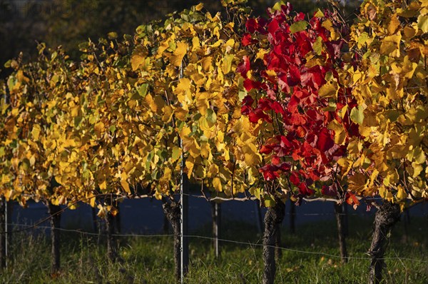 Red coloured vines between yellow vines vineyard, vines, grapevines, viticulture, autumn colouring, autumn, Strümpfelbach, Weinstadt, Baden-Württemberg, Germany, Europe