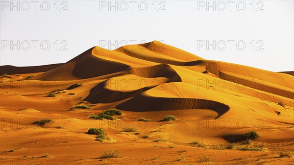 Wind-sculpted curved sand dunes in the Rub al Khali desert, Dhofar province, Arabian Peninsula, Sultanate of Oman