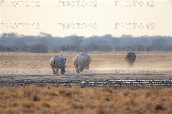 Southern white rhinoceros (Ceratotherium simum simum), four rhinos from behind in the savannah, Khama Rhino Sanctuary, Serowe, Botswana, Africa