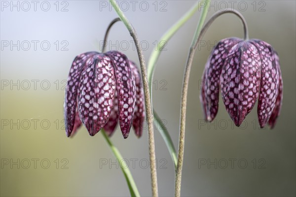 Snake's head fritillary (Fritillaria meleagris), Emsland, Lower Saxony, Germany, Europe