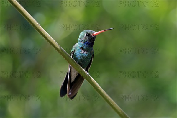 Broad-billed hummingbird (Cynanthus latirostris), adult, male, in perch, Sonoran Desert, Arizona, North America, USA, North America