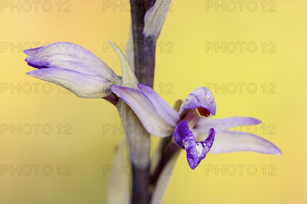 Violet limodore (Limodorum abortivum), flowers, Provence, southern France