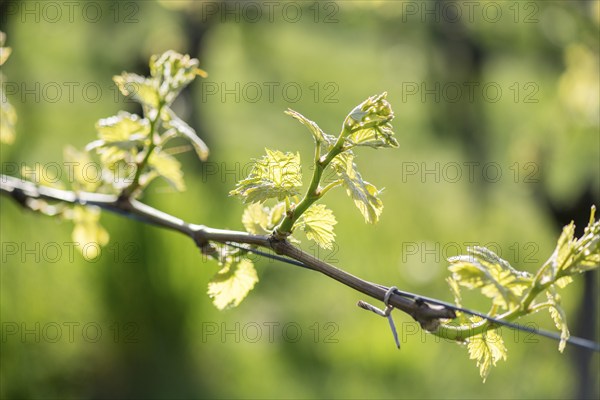 Young leaves of a grapevine in spring, viticulture, budding, shoots, vines, Baden-Württemberg, Germany, Europe