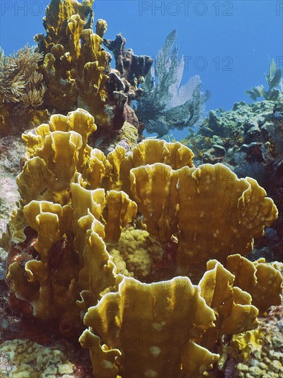 Fire coral (Millepora complanata), dive site John Pennekamp Coral Reef State Park, Key Largo, Florida Keys, Florida, USA, North America
