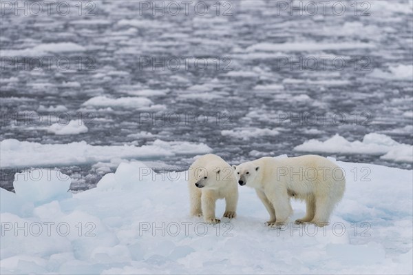 Polar bears (Ursus maritimus) on the pack ice at 82 degrees north on an ice floe, mother with cubs, Spitsbergen Island, Svalbard and Jan Mayen archipelago, Norway, Europe