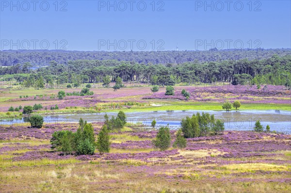 View from fire lookout tower, watchtower over heathland in Grenspark Kalmthoutse Heide, Kalmthout Heath, nature reserve in summer, Flanders, Belgium, Europe