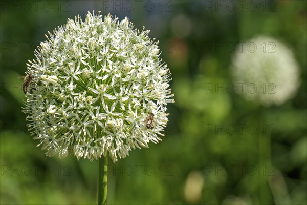 Ornamental leek (Allium sp.), inflorescence, North Rhine-Westphalia, Germany, Europe