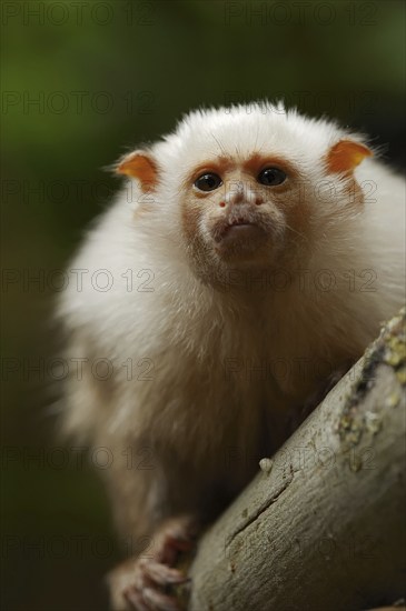 Silver monkey or silver marmoset (Mico argentatus, Callithrix argentata), captive, occurring in South America