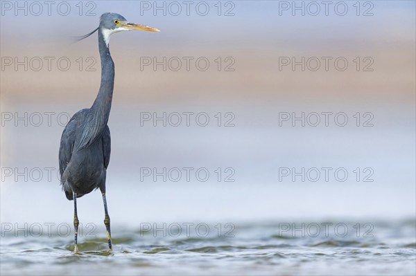 Great Egret, (Egretta gularis), foraging, Raysut, Salalah, Dhofar, Oman, Asia