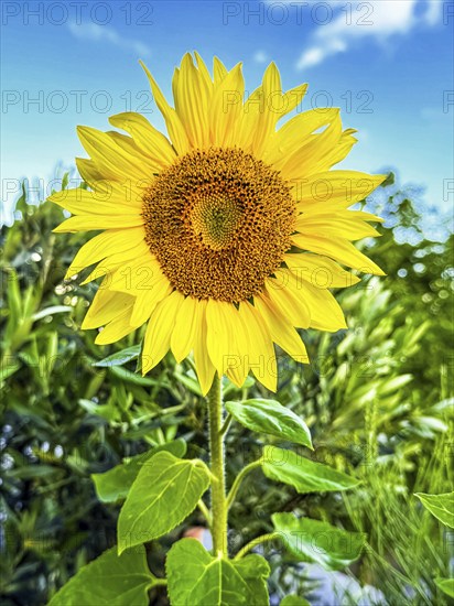 Common sunflower (Helianthus annuus) has flower with yellow petals open in front of blue sky with white clouds forming fresh sunflower seeds growing, Germany, Europe