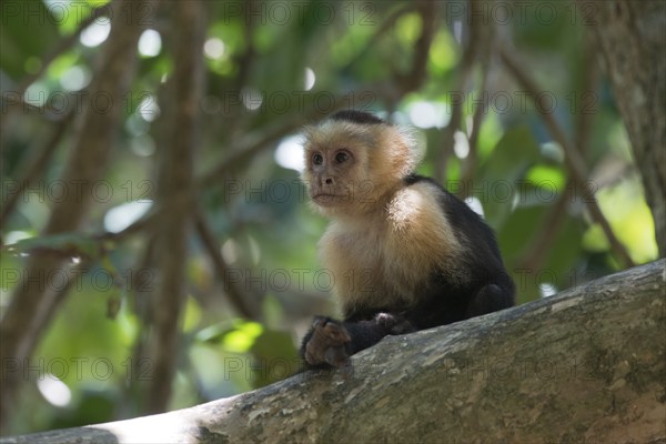 White-shouldered capuchin monkey (Cebus capucinus), Manuel Antonio National Park, Costa Rica, Central America