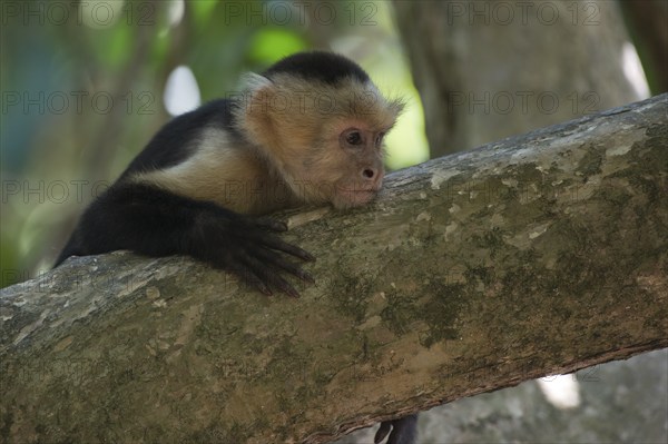 White-shouldered capuchin monkey (Cebus capucinus), Manuel Antonio National Park, Costa Rica, Central America