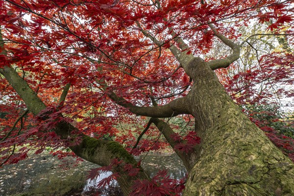 Japanese fan maple (Acer palmatum Trompenburg), autumn colours, Emsland, Lower Saxony, Germany, Europe