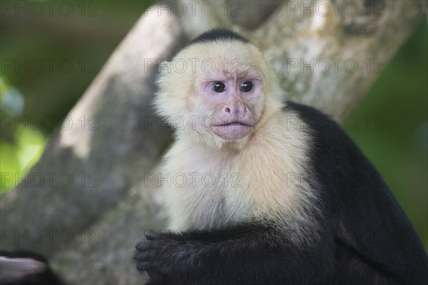 White-shouldered capuchin monkey (Cebus capucinus), Manuel Antonio National Park, Costa Rica, Central America