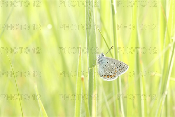 Common Blue Butterfly on a spring meadow, May, Poland, Europe