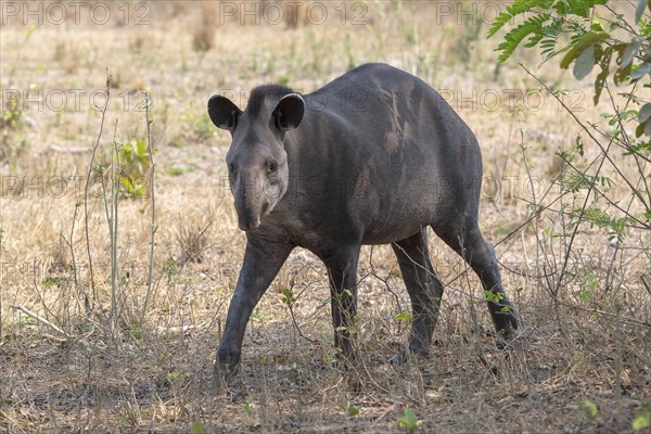 Lowland tapir (Tapirus terrestris), eye contact, Pantanal, inland, wetland, UNESCO Biosphere Reserve, World Heritage Site, wetland biotope, Mato Grosso, Brazil, South America