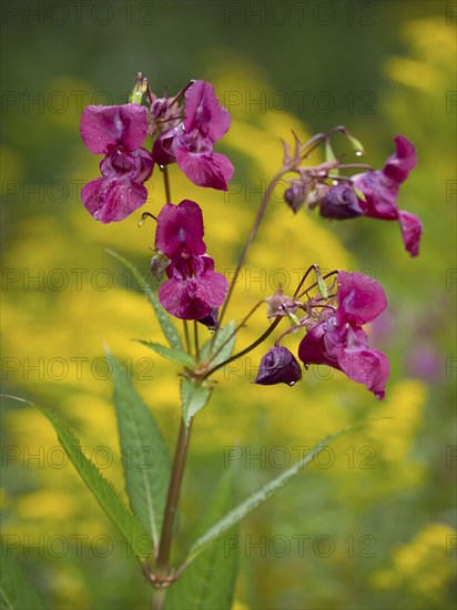 Himalayan Balsam (Impatiens glandulifera), flowers against a yellow background, Hessen, Germany, Europe