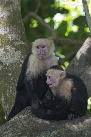 White-shouldered capuchin monkeys (Cebus capucinus), Manuel Antonio National Park, Costa Rica, Central America