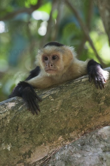 White-shouldered capuchin monkey (Cebus capucinus), Manuel Antonio National Park, Costa Rica, Central America