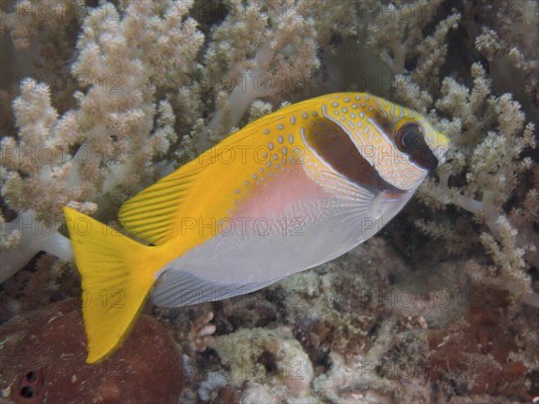 Yellow fish, headband rabbitfish (Siganus virgatus), swimming near soft corals, dive site Close Encounters, Permuteran, Bali, Indonesia, Asia