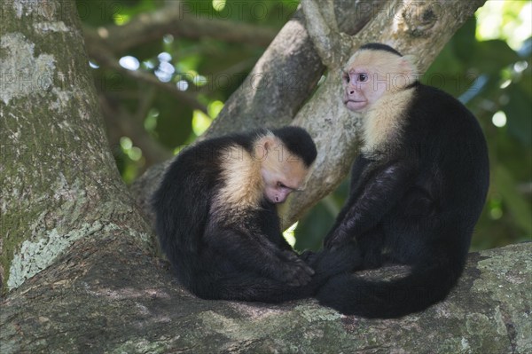 White-shouldered capuchin monkeys (Cebus capucinus), Manuel Antonio National Park, Costa Rica, Central America