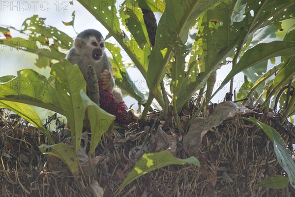 Central American squirrel monkey (Saimiri oerstedii), Manuel Antonio National Park, Costa Rica, Central America