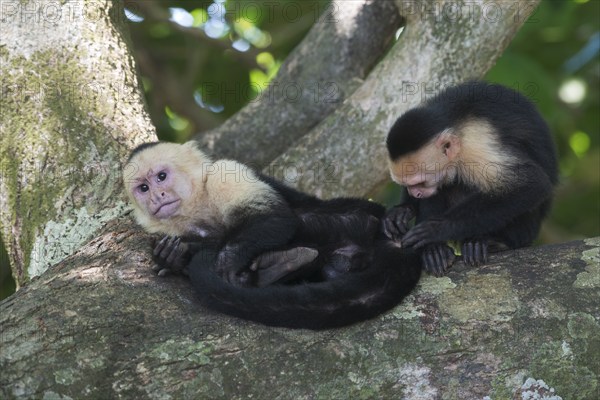 White-shouldered capuchin monkeys (Cebus capucinus), Manuel Antonio National Park, Costa Rica, Central America
