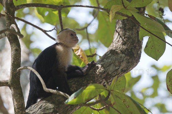 White-shouldered capuchin monkey (Cebus capucinus), Manuel Antonio National Park, Costa Rica, Central America