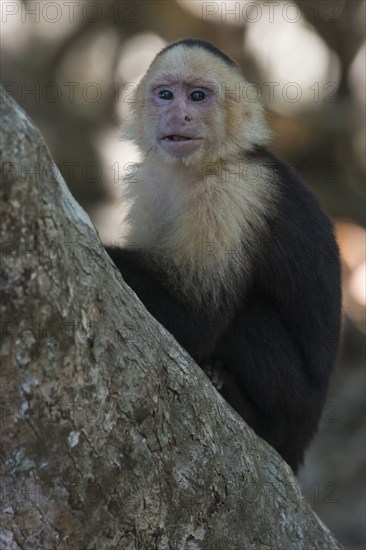 White-shouldered capuchin monkey (Cebus capucinus), Manuel Antonio National Park, Costa Rica, Central America