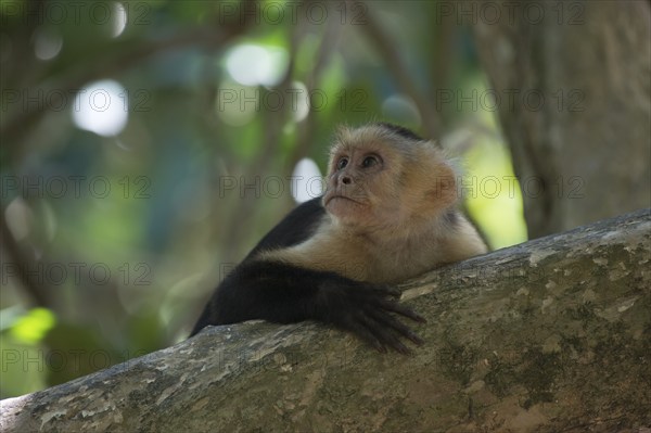 White-shouldered capuchin monkey (Cebus capucinus), Manuel Antonio National Park, Costa Rica, Central America
