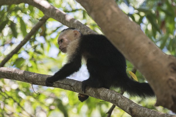 White-shouldered capuchin monkey (Cebus capucinus), Manuel Antonio National Park, Costa Rica, Central America