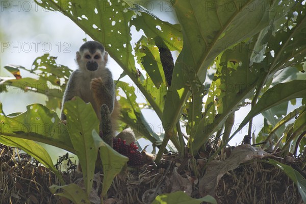 Central American squirrel monkey (Saimiri oerstedii), Manuel Antonio National Park, Costa Rica, Central America