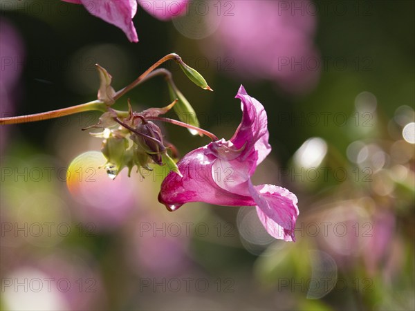 Himalayan Balsam (Impatiens glandulifera), flower, Hessen, Germany, Europe