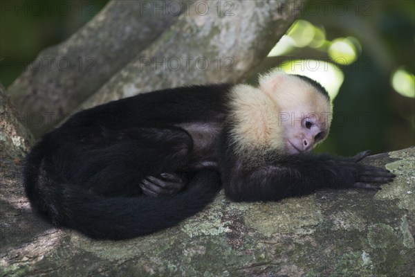 White-shouldered capuchin monkey (Cebus capucinus), Manuel Antonio National Park, Costa Rica, Central America
