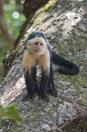 White-shouldered capuchin monkey (Cebus capucinus), Manuel Antonio National Park, Costa Rica, Central America