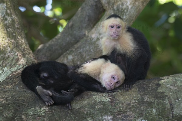 White-shouldered capuchin monkeys (Cebus capucinus), Manuel Antonio National Park, Costa Rica, Central America
