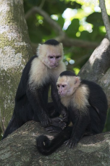 White-shouldered capuchin monkeys (Cebus capucinus), Manuel Antonio National Park, Costa Rica, Central America