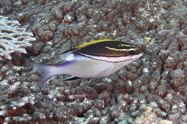 Black-yellow fish, sash snapper (Scolopsis bilineata), swimming over a structured reef bottom with corals, dive site SD, Nusa Ceningan, Nusa Penida, Bali, Indonesia, Asia