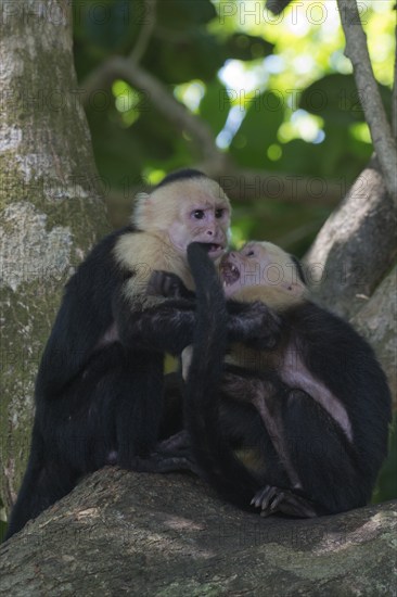 White-shouldered capuchin monkeys (Cebus capucinus), Manuel Antonio National Park, Costa Rica, Central America