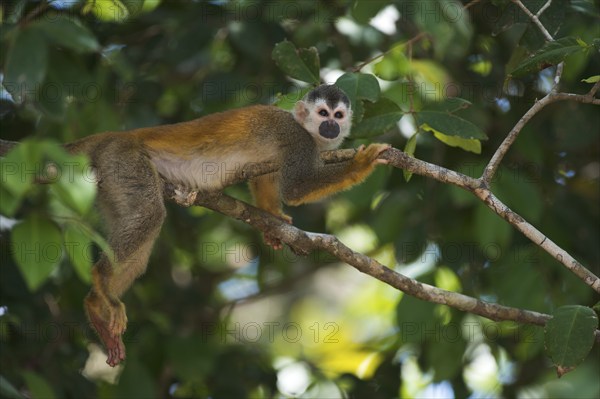 Central American squirrel monkey (Saimiri oerstedii), Manuel Antonio National Park, Costa Rica, Central America