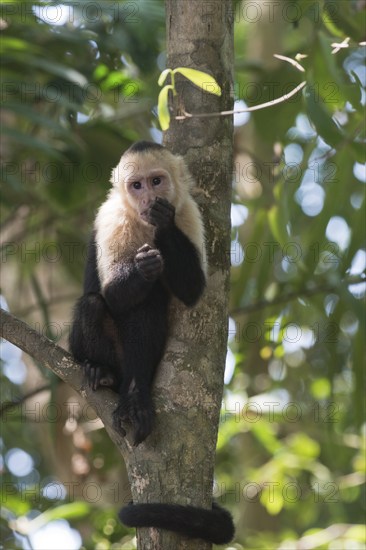 White-shouldered capuchin monkey (Cebus capucinus), Manuel Antonio National Park, Costa Rica, Central America