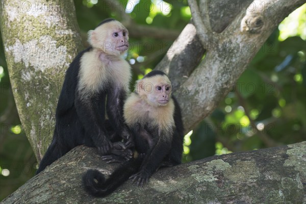 White-shouldered capuchin monkeys (Cebus capucinus), Manuel Antonio National Park, Costa Rica, Central America