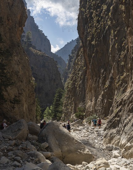 A picture of the classic Samaria Gorge landscape, with rocks on the ground and surrounding trees and mountains