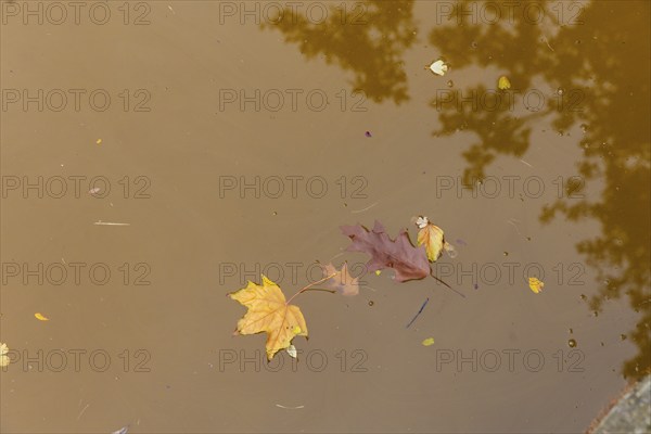 Dresden Zwingerteich, a type of algae discoloured the water brown in autumn. Dresden, Saxony, Germany, Europe