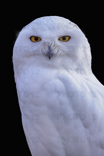 Snowy owl with a black background, Bubo scandiacus