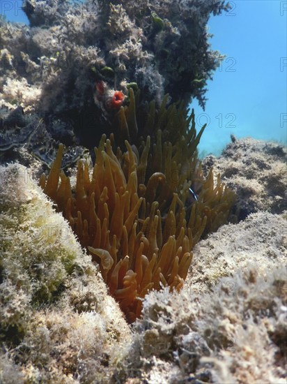 Underwater reef Marine life, bottom of the sea, Underwater background