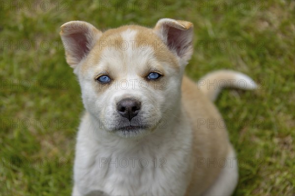 A fluffy puppy with a brown and white coat and bright blue eyes sits attentively on the grass. This mixed breed dog could be part Siberian Husky and Akita