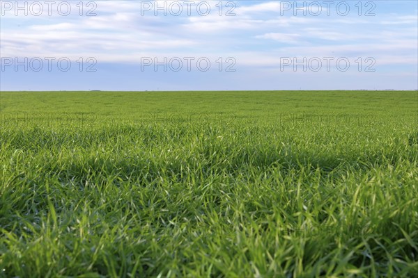 Young Wheat, Green Wheat Seedlings growing in a field