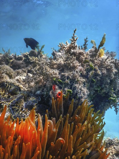 Underwater reef Marine life, bottom of the sea, Underwater background